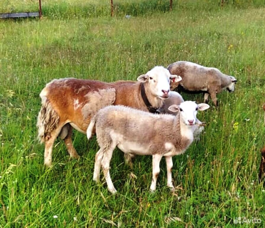 Катумские Овцы Где Купить И Сколько Стоит
