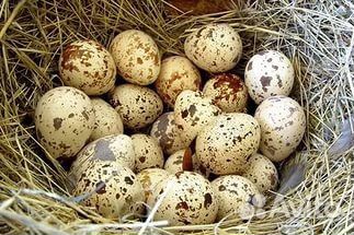 Яйцо, мясо птицы купить на Зозу.ру - фотография № 1
