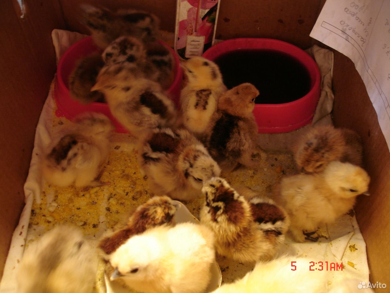 Цыплята шёлковых китайских кур купить на Зозу.ру - фотография № 2