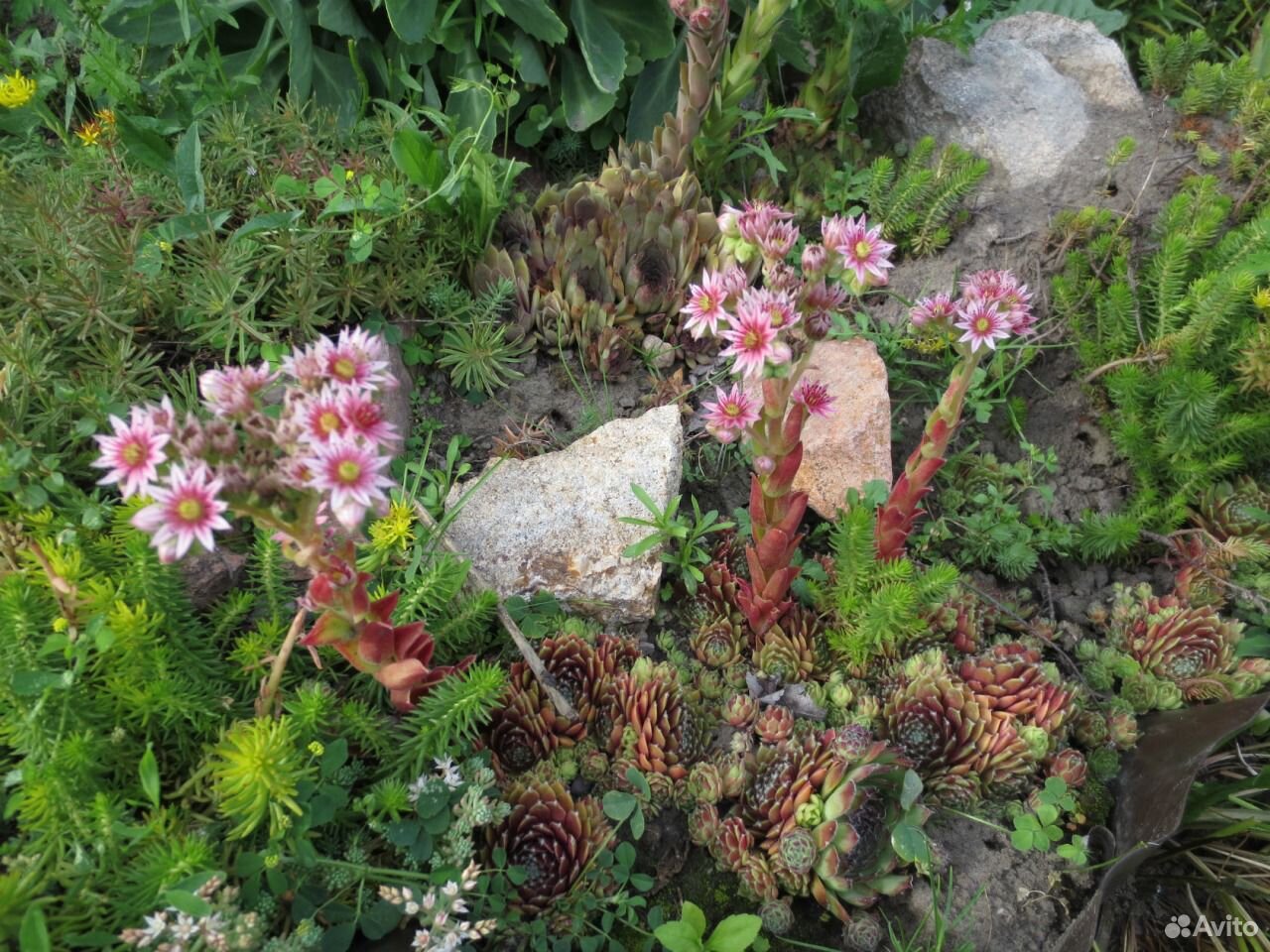 Растения для альпийской горки купить на Зозу.ру - фотография № 6