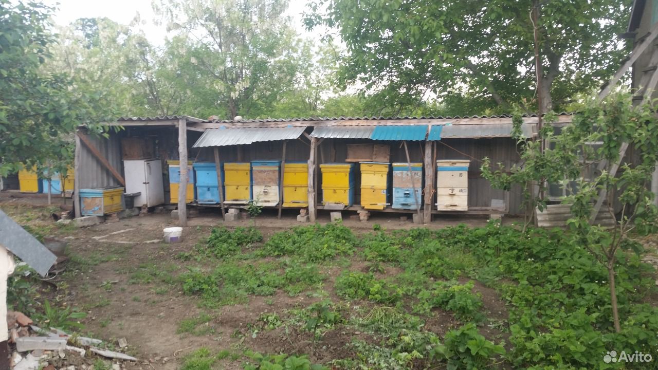 Продам улики с пчелами купить на Зозу.ру - фотография № 1