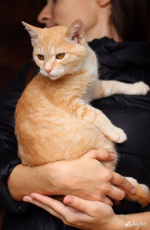 Весёлый, рыжий котенок в добрые руки купить на Зозу.ру - фотография № 4