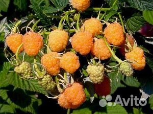 Саженцы ягодных кустарников купить на Зозу.ру - фотография № 4