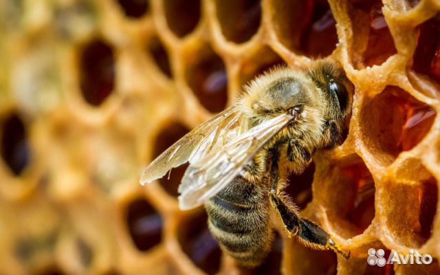 Пчелы среднерусские 5-7 семей купить на Зозу.ру - фотография № 1