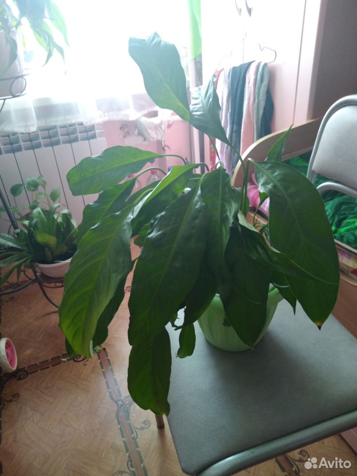 Продам комнатные растения купить на Зозу.ру - фотография № 5
