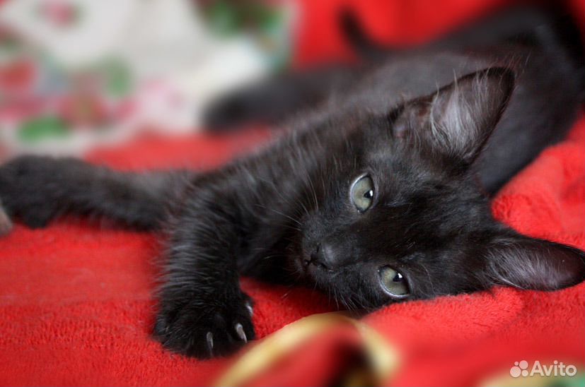 Авито черные котята