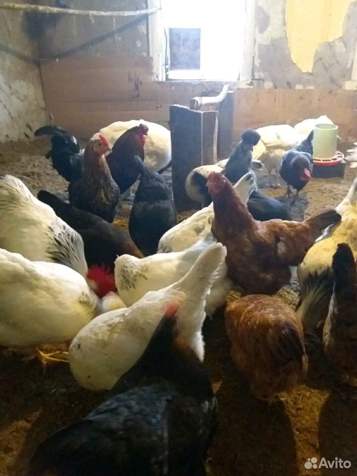 Цыплята от домашних курочек-несушек купить на Зозу.ру - фотография № 10