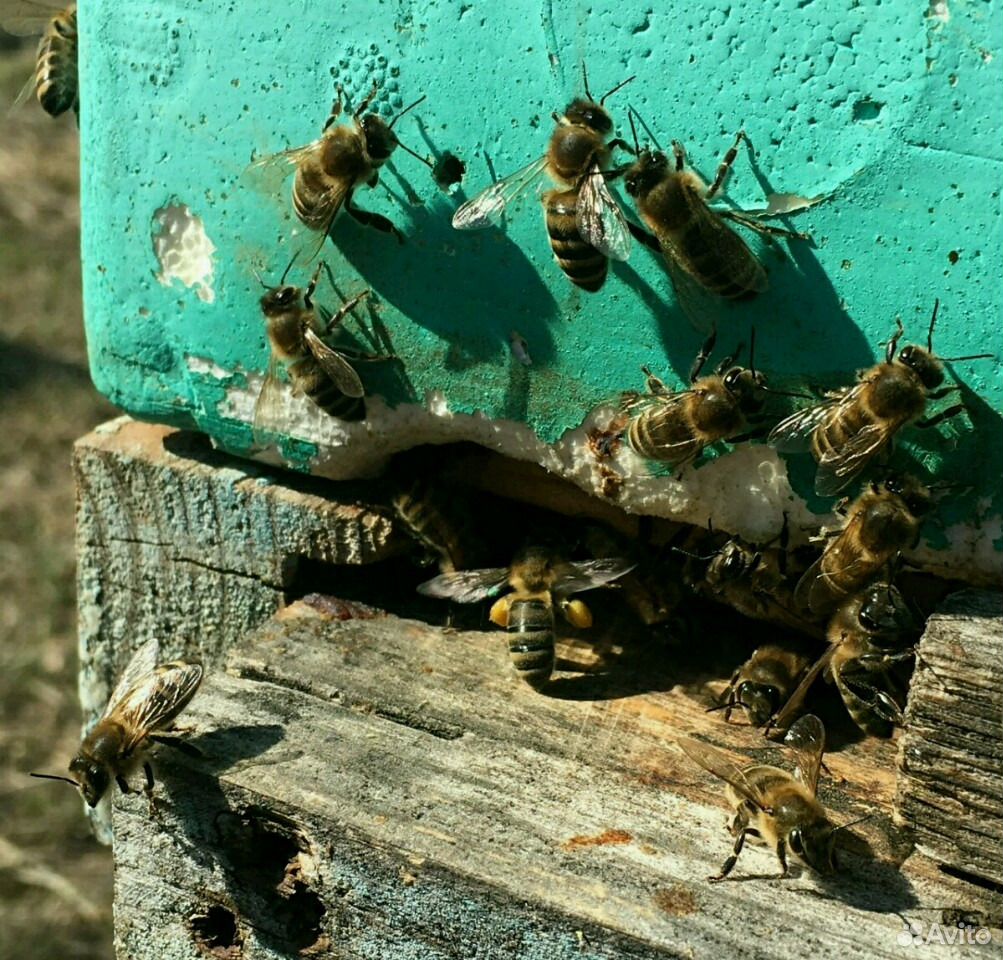 Среднерусские пчелы купить на Зозу.ру - фотография № 1
