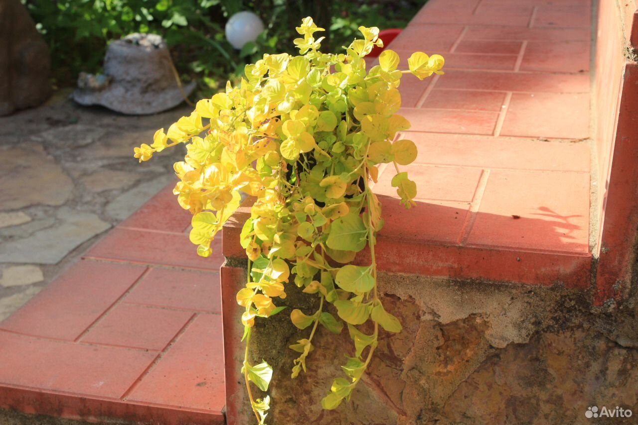 Вербейник монетчатый (Lysimachia nummularia)