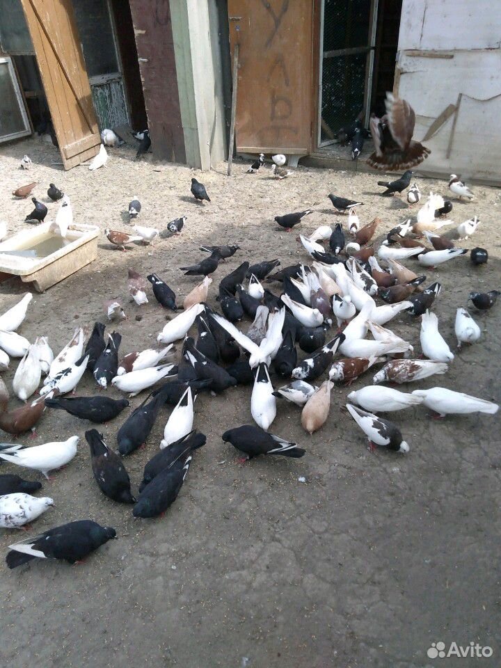 Продам бойни голубей купить на Зозу.ру - фотография № 8