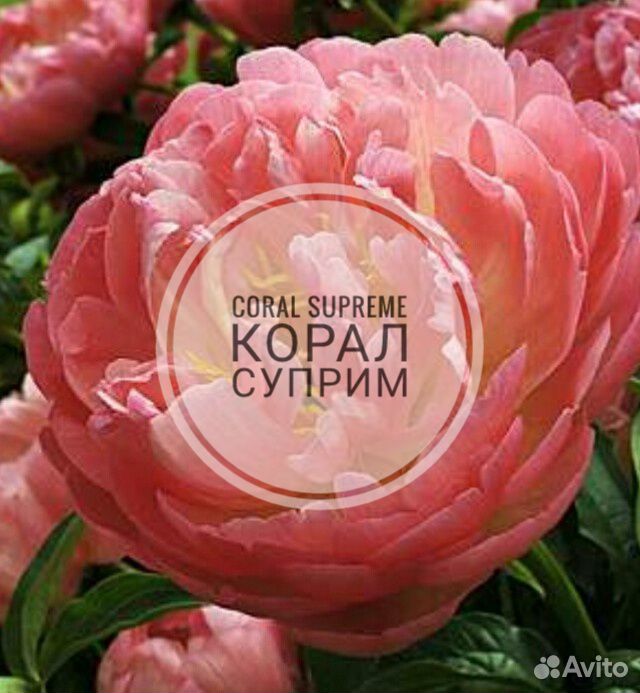 Сортовые пионы, корни, на весну, осень купить на Зозу.ру - фотография № 3