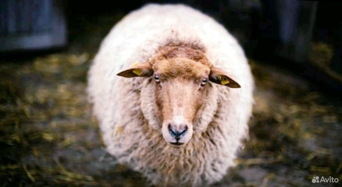 Овцы бараны на Курбан Байрам купить на Зозу.ру - фотография № 9