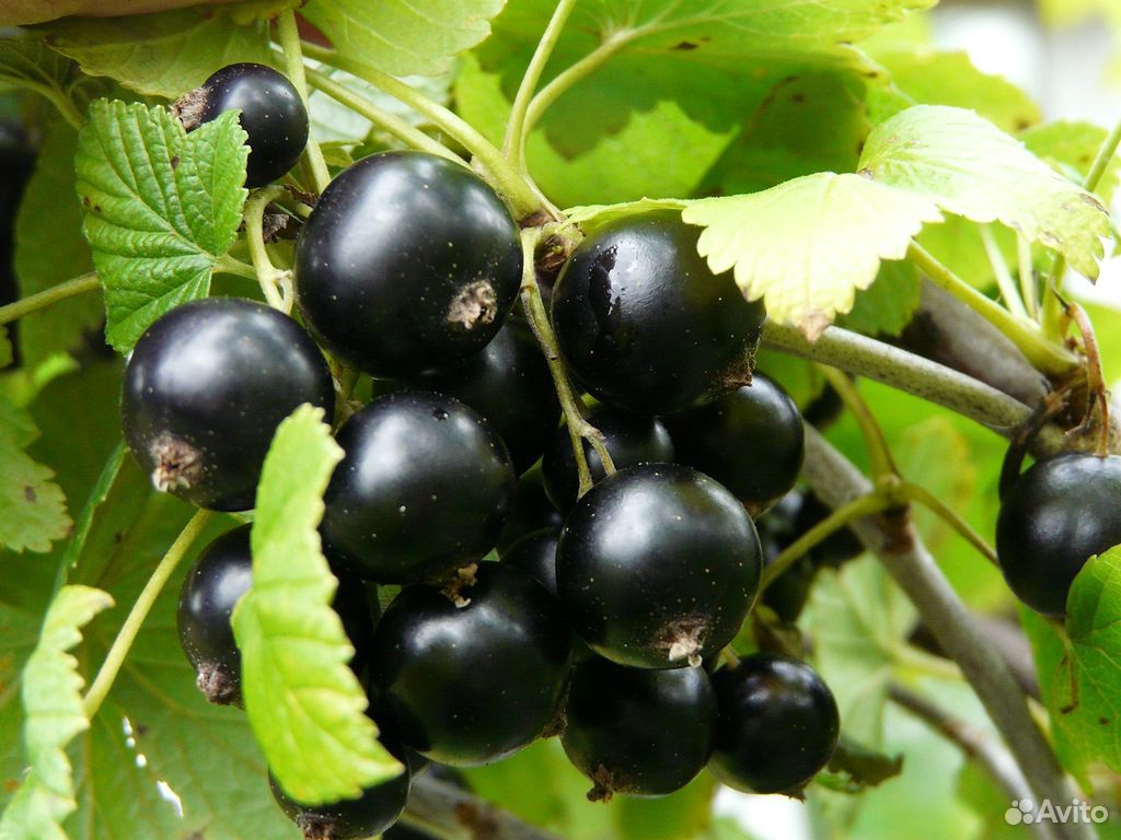Продам ягоды черной, красной и белой смородины со купить на Зозу.ру - фотография № 1