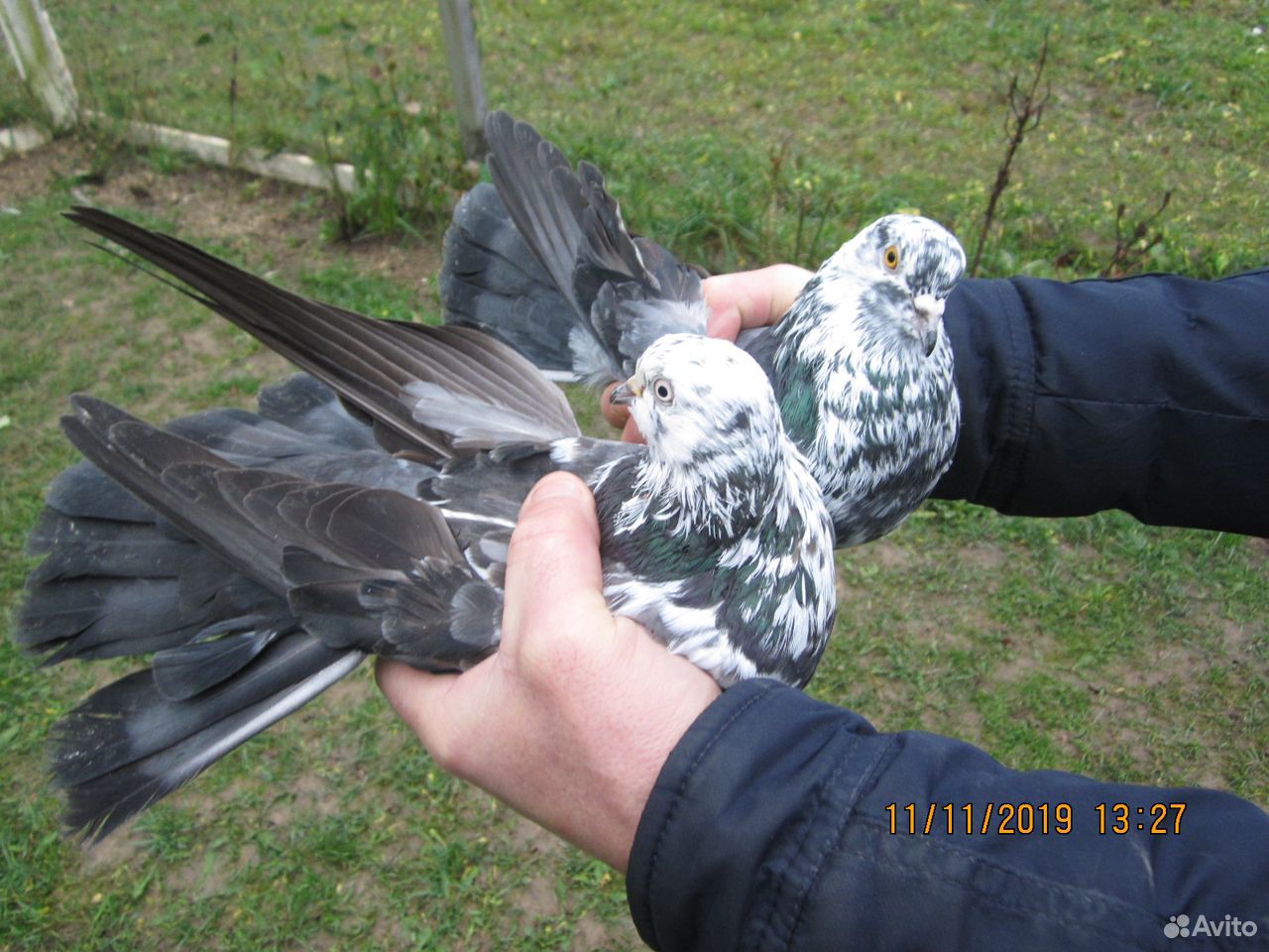 Продам Николаевских голубей в кол-ве 100 штук купить на Зозу.ру - фотография № 1