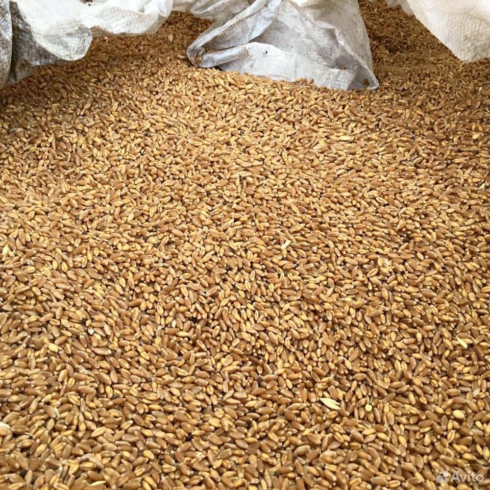 Продам пшеницу купить на Зозу.ру - фотография № 1