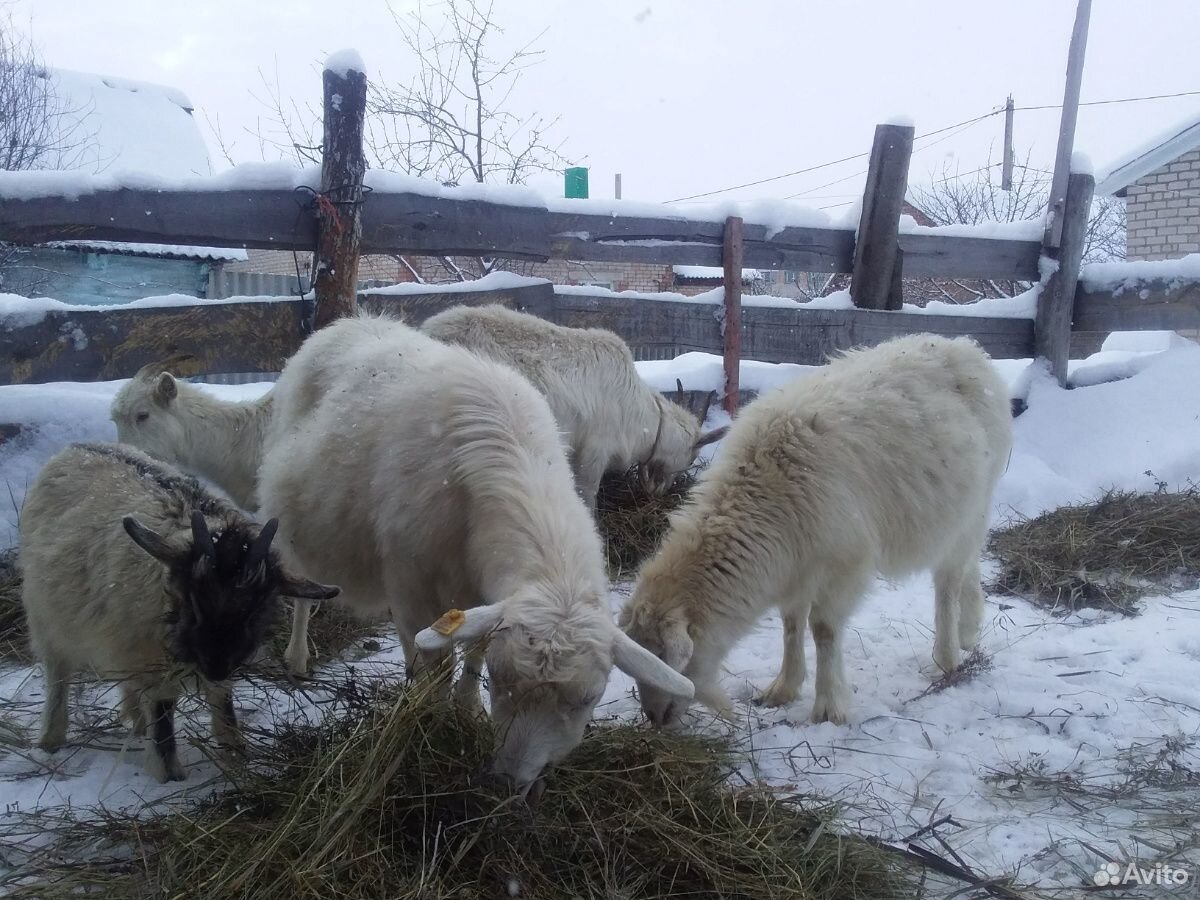 Продается козы и козочки(заанеск.породы.молочные) купить на Зозу.ру - фотография № 9