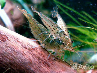 Креветка Амано - Caridina multidentata