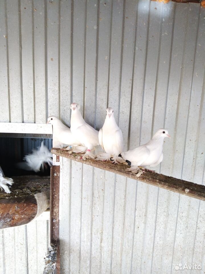 Краснодарские голуби купить на Зозу.ру - фотография № 10