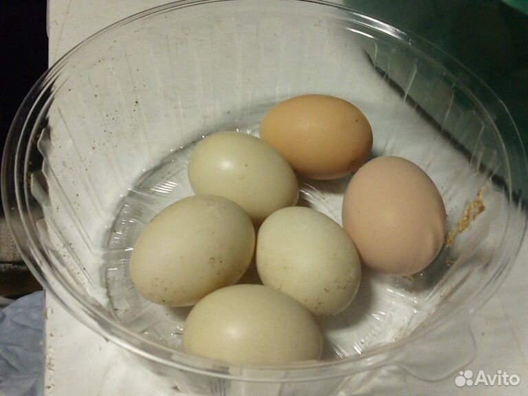 Яйцо мускусной утки(индоутки) купить на Зозу.ру - фотография № 1
