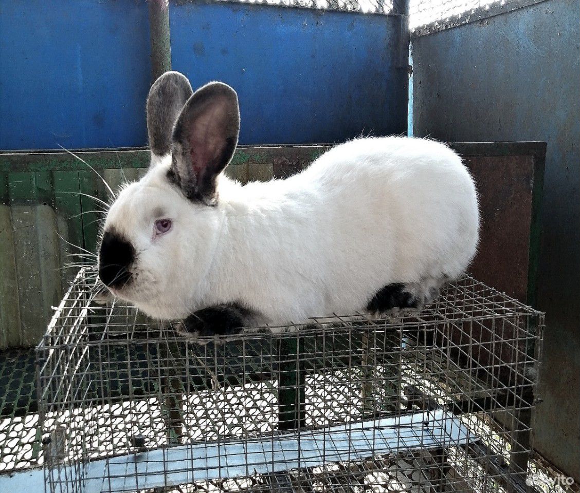 Кролики, крольчата купить на Зозу.ру - фотография № 6