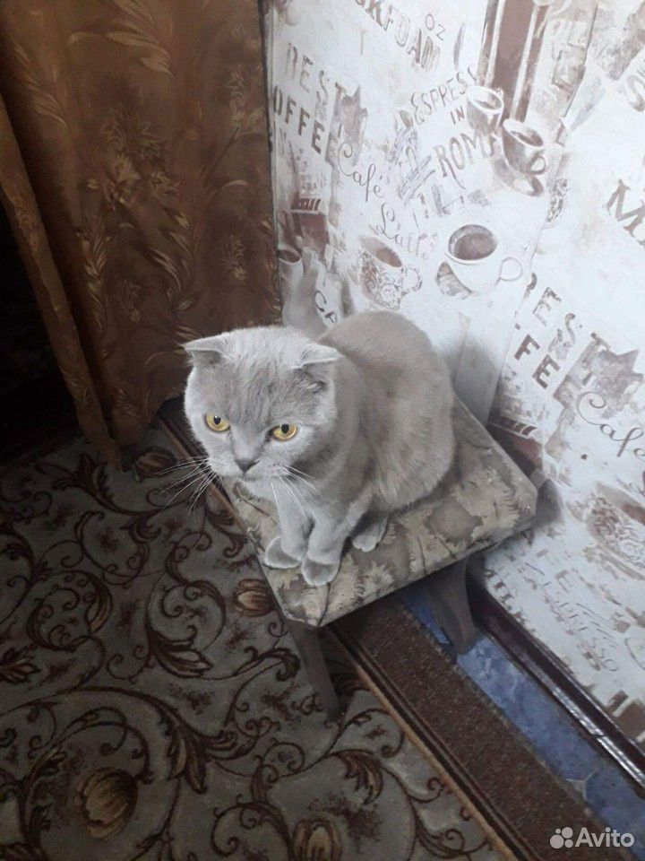Продаются котята купить на Зозу.ру - фотография № 2
