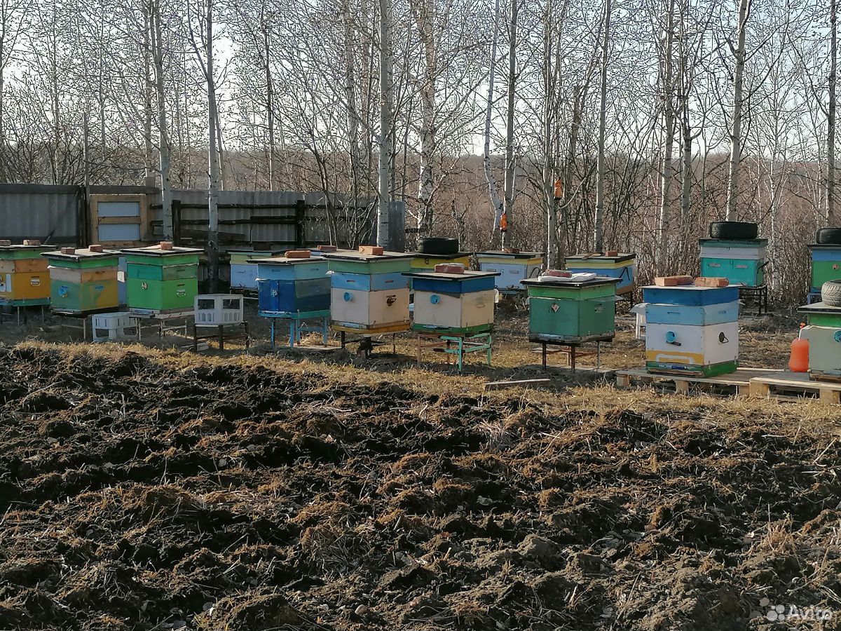 Средне- русские пчелы купить на Зозу.ру - фотография № 1
