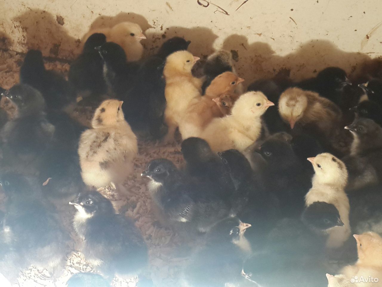 Цыплята суточные и яйца породистых кур купить на Зозу.ру - фотография № 8