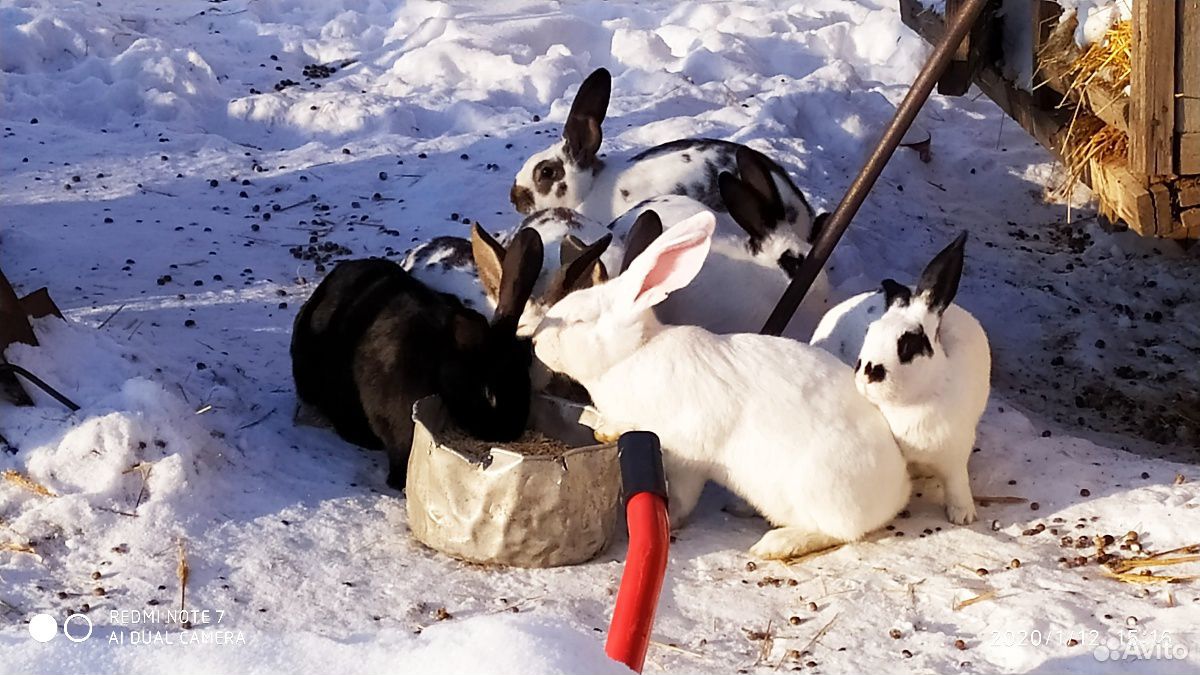 Кролики (живьём или мясом) купить на Зозу.ру - фотография № 7