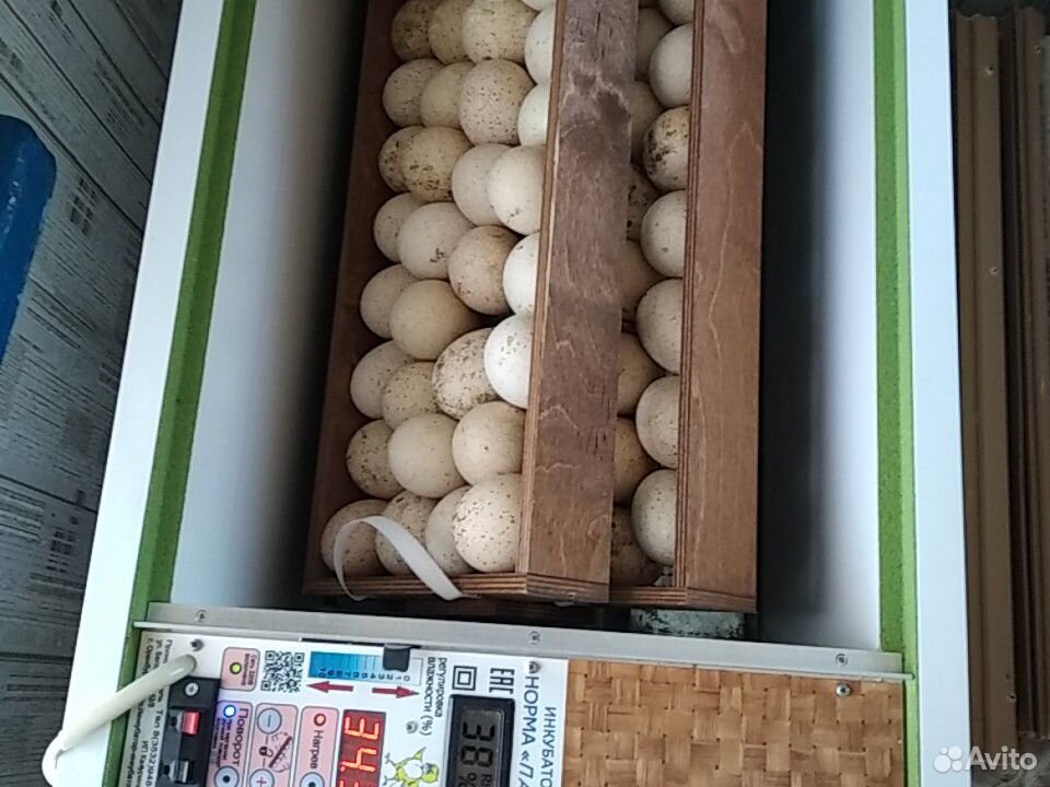 Домашние индюшинные яйца купить на Зозу.ру - фотография № 1
