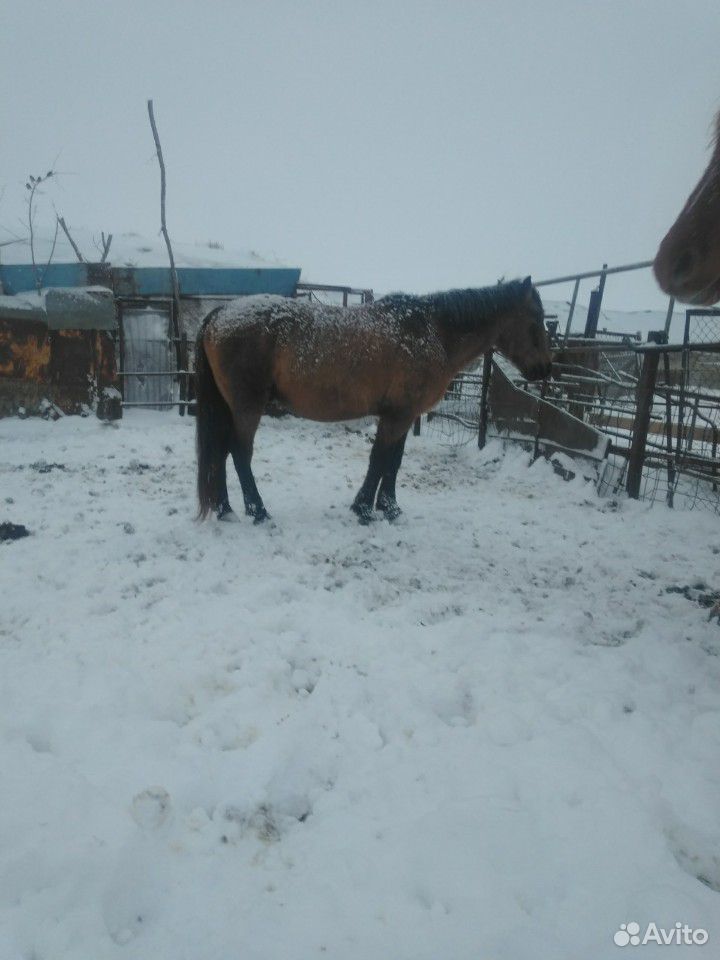 Лошадь обученный в круг жеребец купить на Зозу.ру - фотография № 2