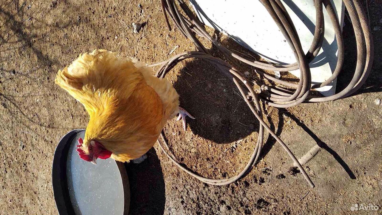 Орпингтон, амераукан-цыплята купить на Зозу.ру - фотография № 4