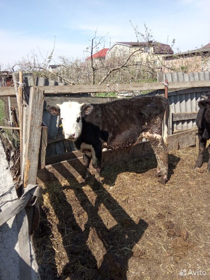 Коровы на мясо бычки от недели до года купить на Зозу.ру - фотография № 5