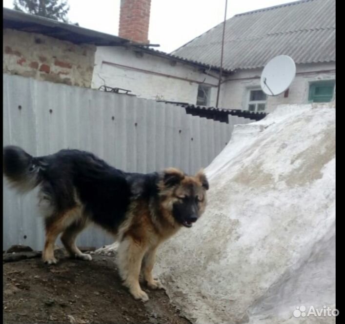 Собака метиз с овчаркой. 9меся купить на Зозу.ру - фотография № 1