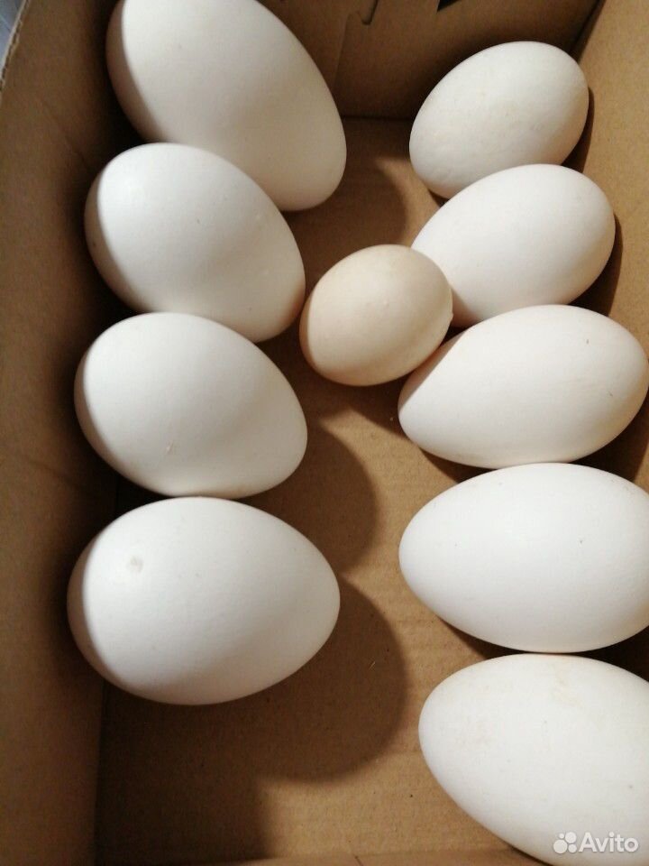 Яйца гусиные и куриные инкубационные купить на Зозу.ру - фотография № 1