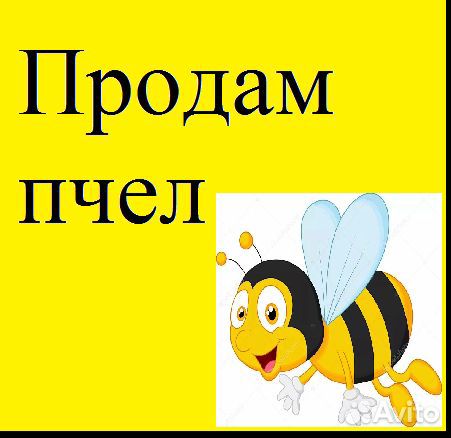 Пчел объявление. Авито пчёлы. Продал пчел на авито.