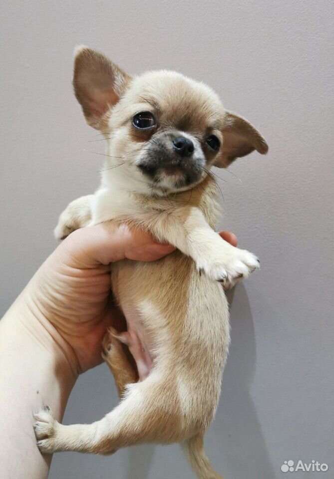 сколько живут чихуахуа мальчики. чихуахуа мини. чистокровный чихуахуа. сколько живут чихуахуа мальчики. порода собак чихуахуа чихуахуа.