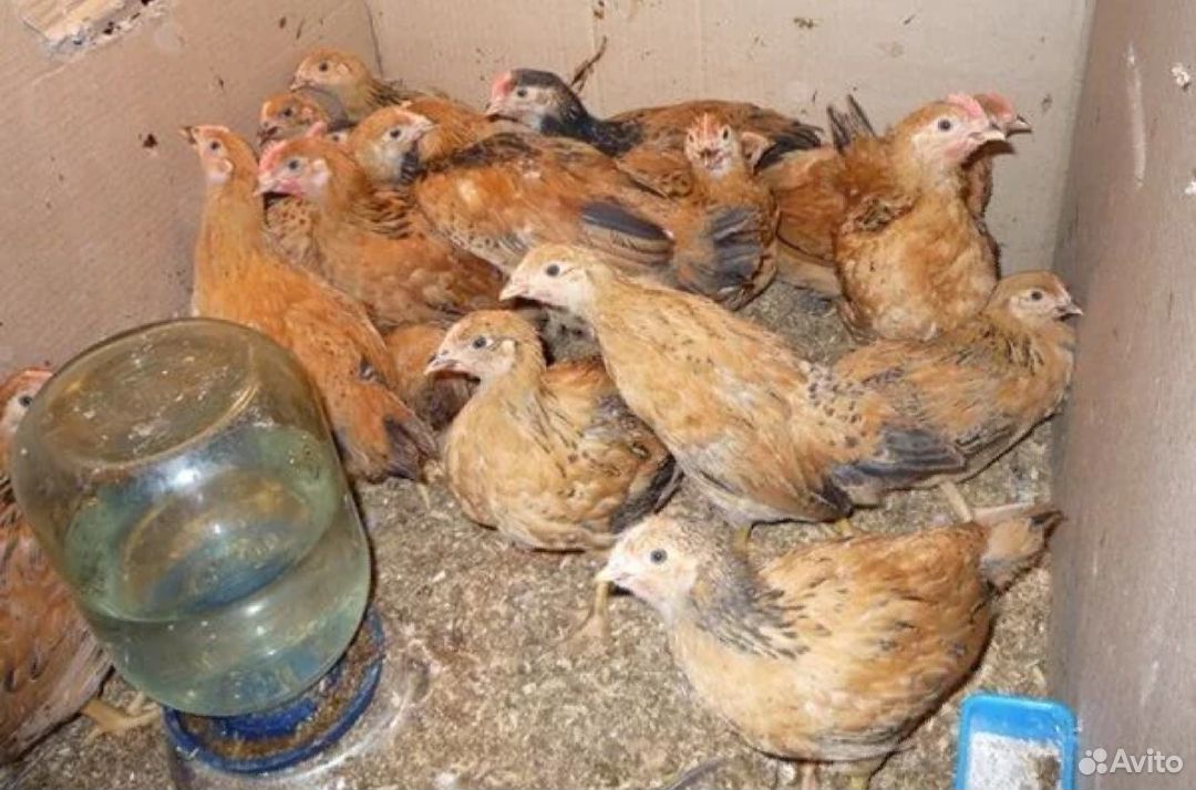 Продаются цыплята несушки, порода Кучинские яично купить на Зозу.ру - фотография № 1