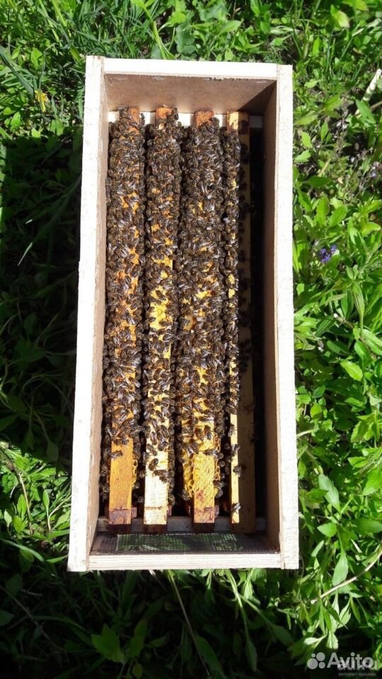 Пчелопакеты,мёд купить на Зозу.ру - фотография № 1