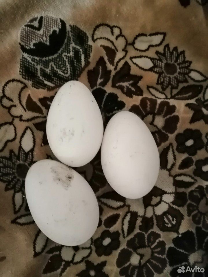 Продам яйца гусинные в инкубатор купить на Зозу.ру - фотография № 1