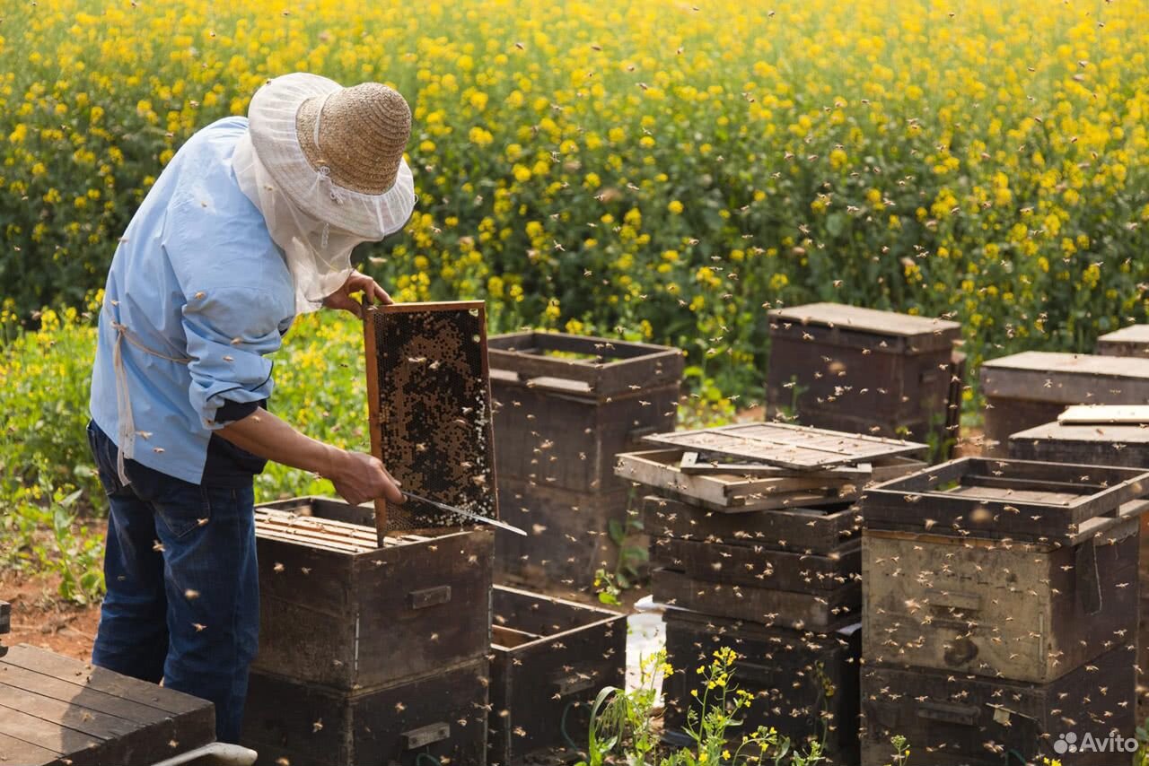 Пчелы, пасека купить на Зозу.ру - фотография № 1