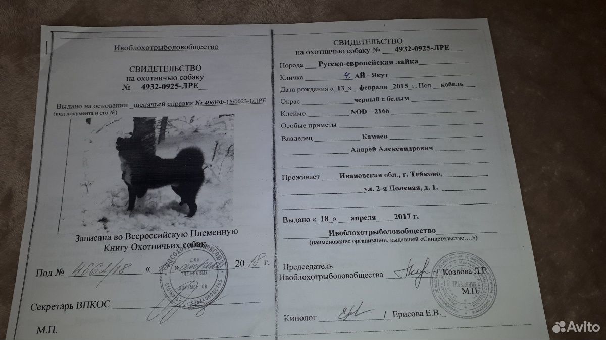 Продам щенков Русско-европейской лайки от рабочих купить на Зозу.ру - фотография № 6
