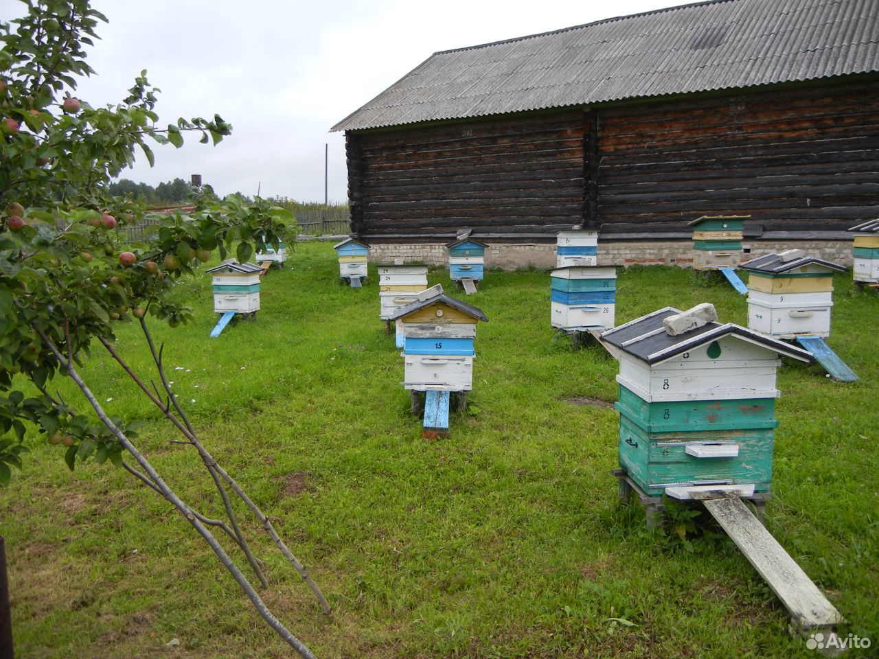 Пчёлы купить на Зозу.ру - фотография № 10