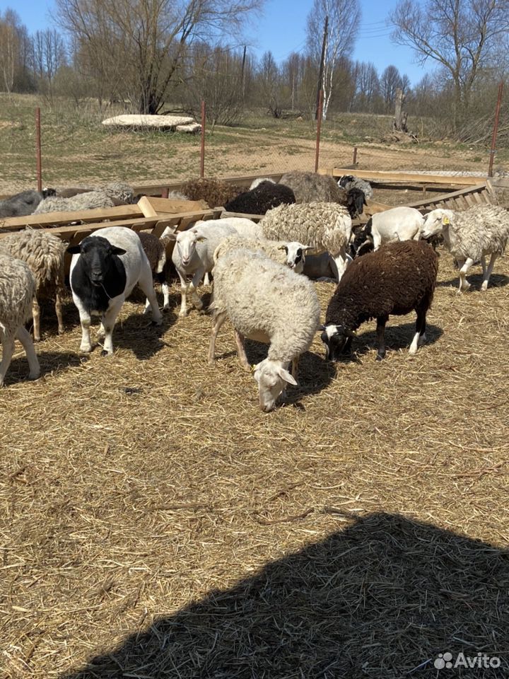Бараны, овцы купить на Зозу.ру - фотография № 3
