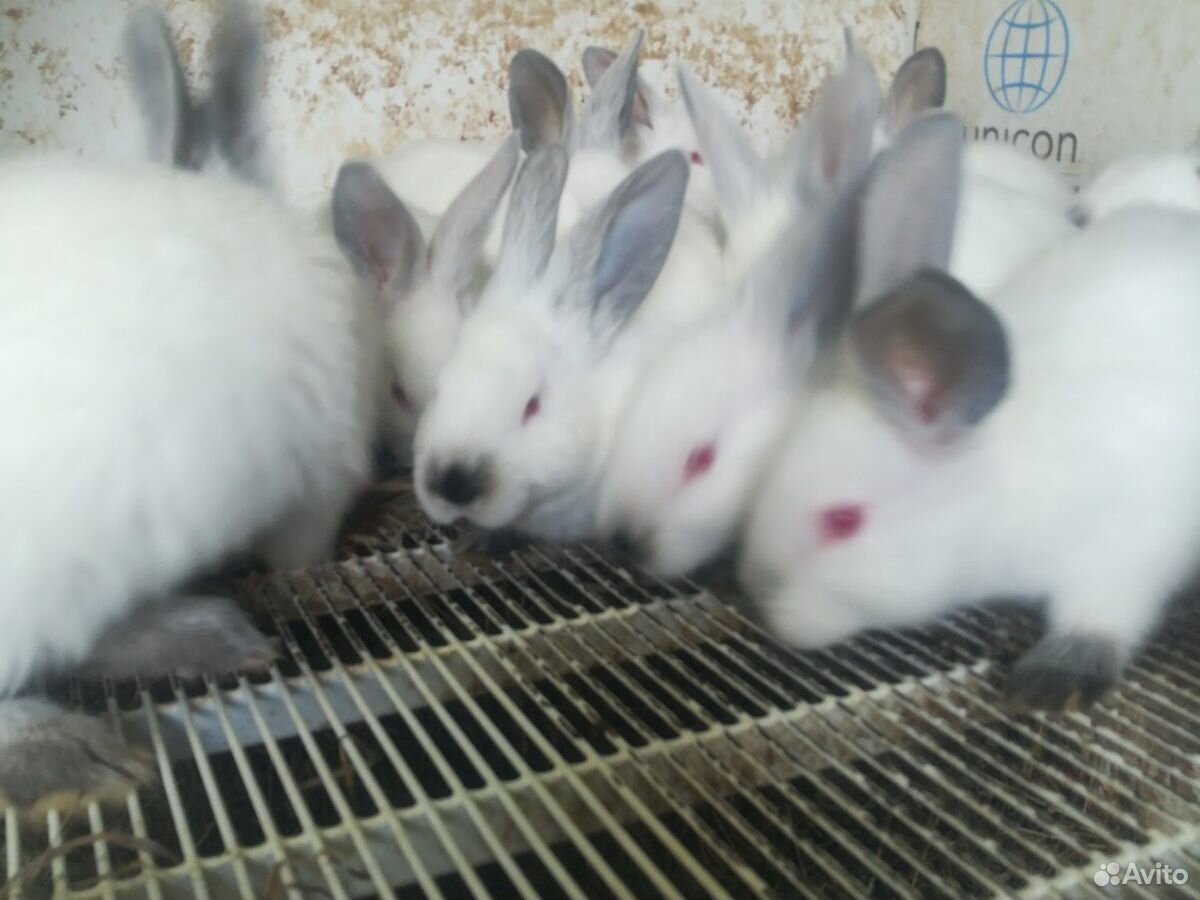 Продаются крольчата купить на Зозу.ру - фотография № 4