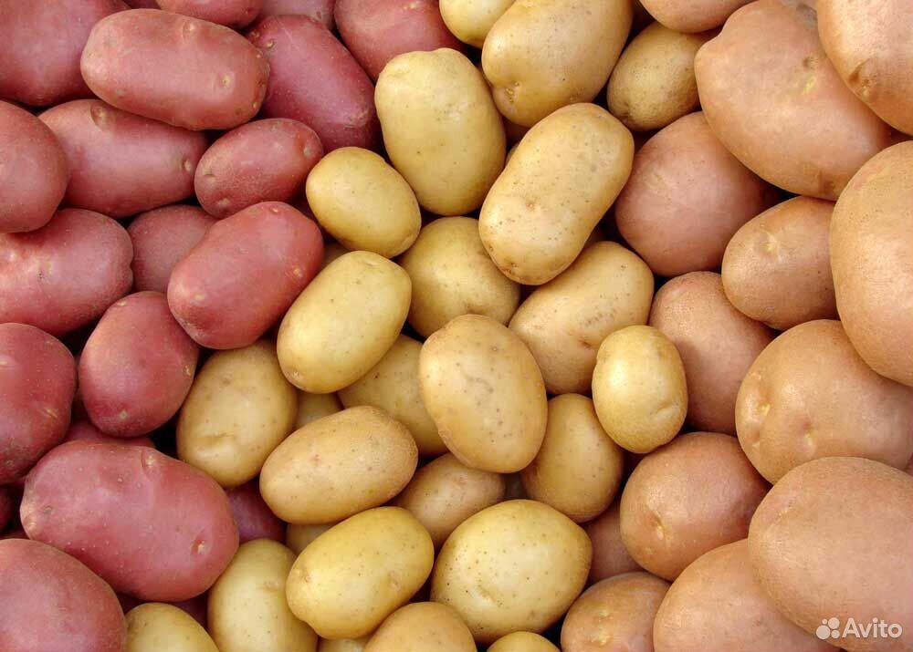 Продам картофель купить на Зозу.ру - фотография № 1