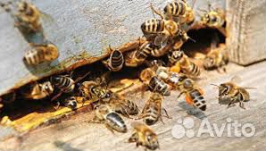 Продам пчелосемьи на высадку купить на Зозу.ру - фотография № 1