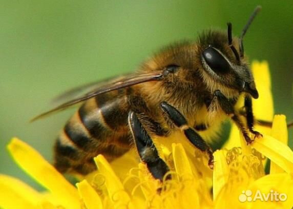 Пчелосемьи с доставкой купить на Зозу.ру - фотография № 1