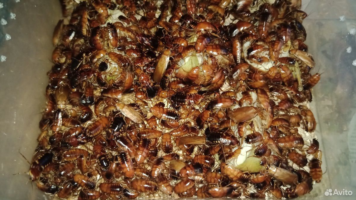 Туркменский таракан (Подростки/Взрослые) купить на Зозу.ру - фотография № 1