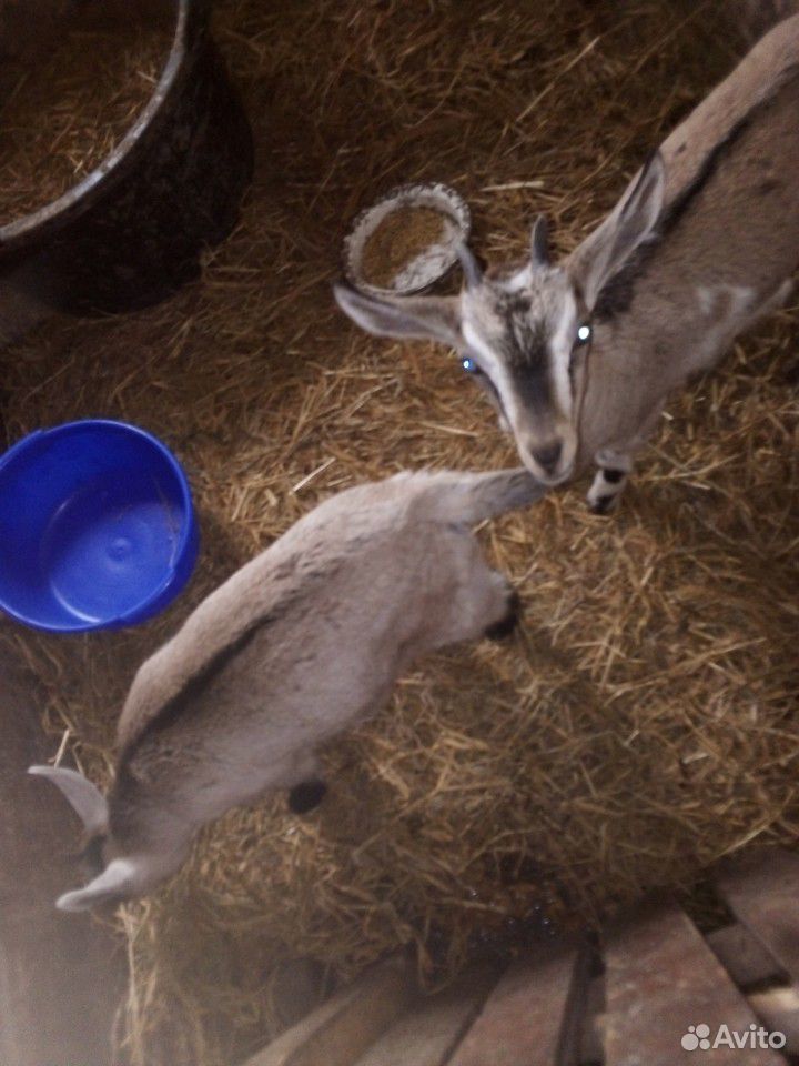 Продаются две козочки от высокоудойных коз купить на Зозу.ру - фотография № 1