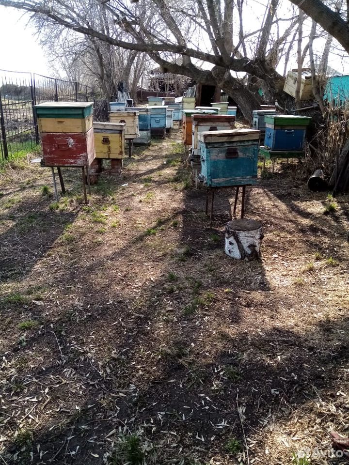 Пасека, пчелосемьи купить на Зозу.ру - фотография № 1